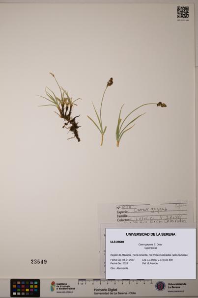 Carex gayana [Espécimen: ULS:ULS:0023549]