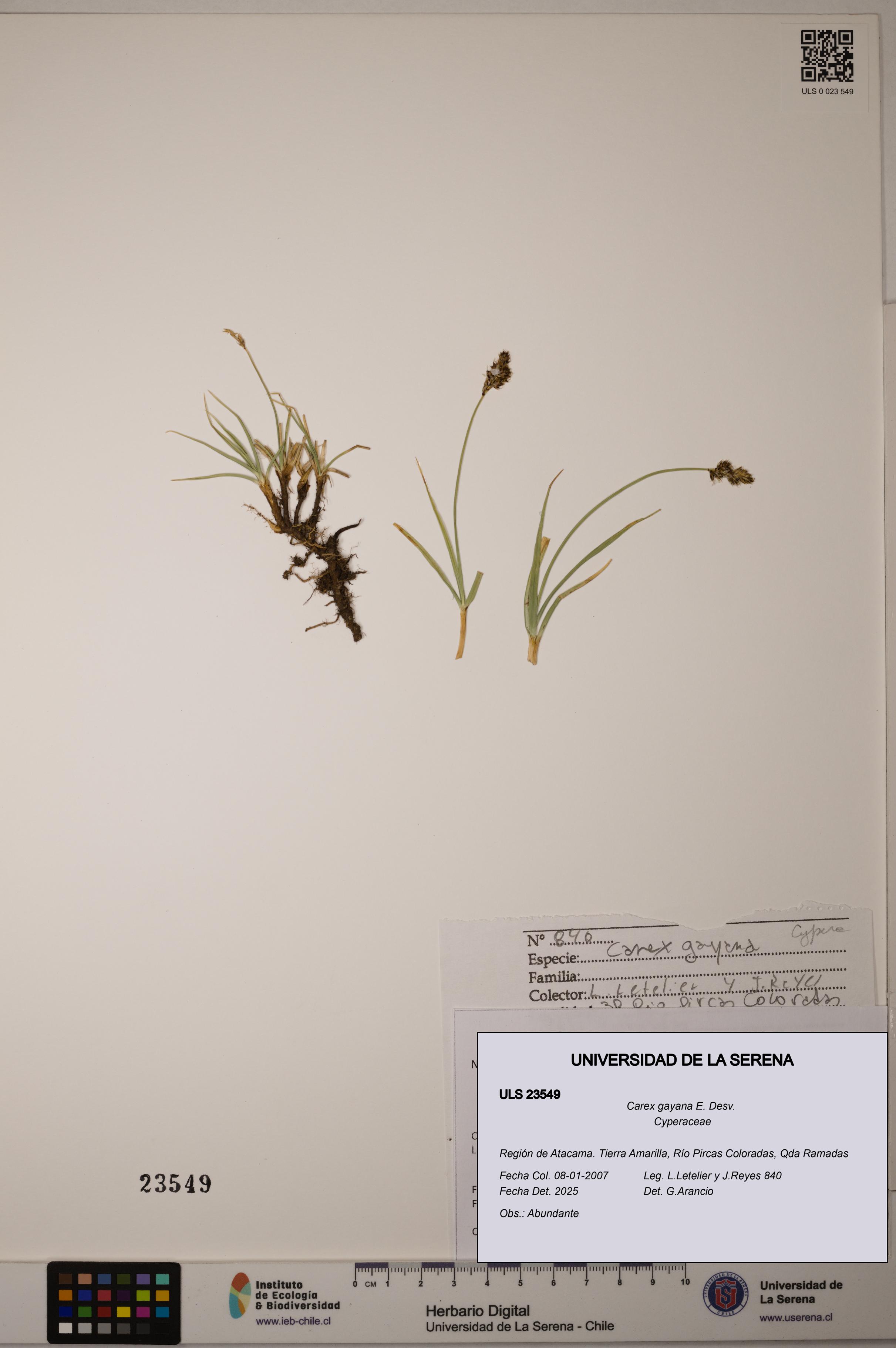 Carex gayana [Espécimen: ULS:ULS:0023549]