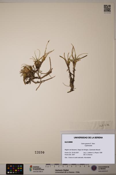Carex gayana [Espécimen: ULS:ULS:0023550]