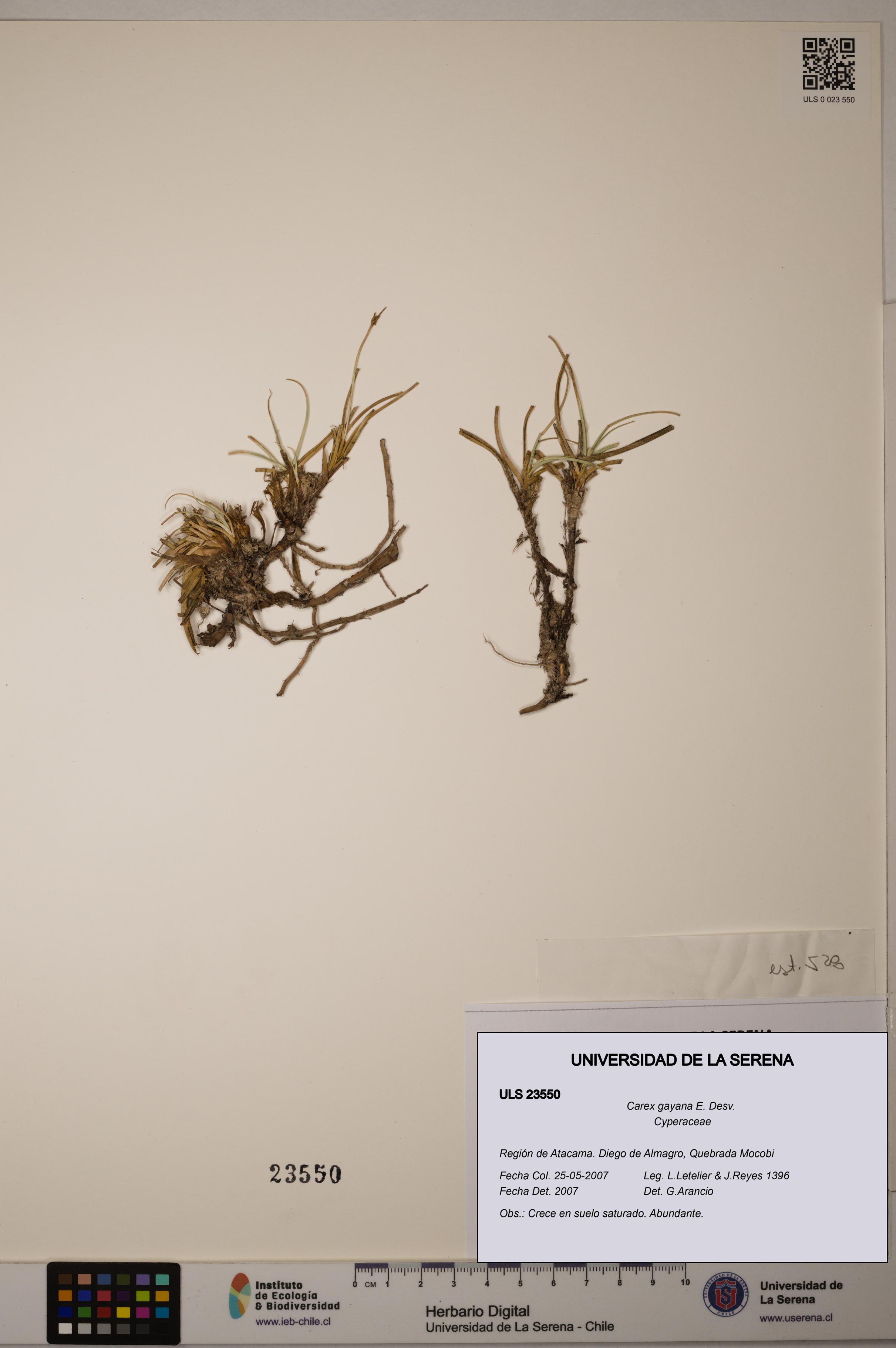 Carex gayana [Espécimen: ULS:ULS:0023550]