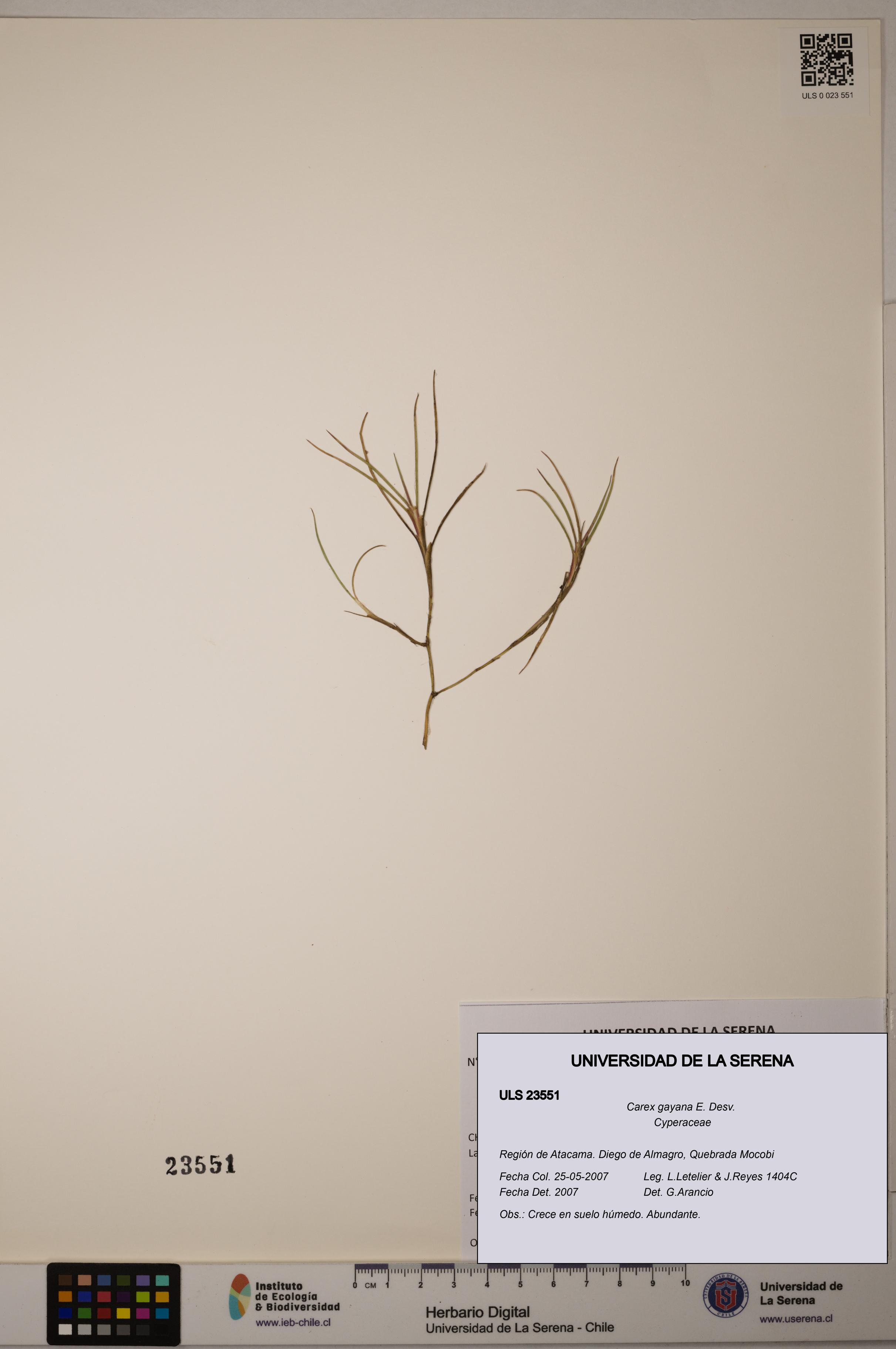 Carex gayana [Espécimen: ULS:ULS:0023551]