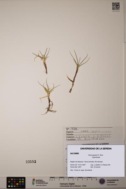 Carex gayana [Espécimen: ULS:ULS:0023552]