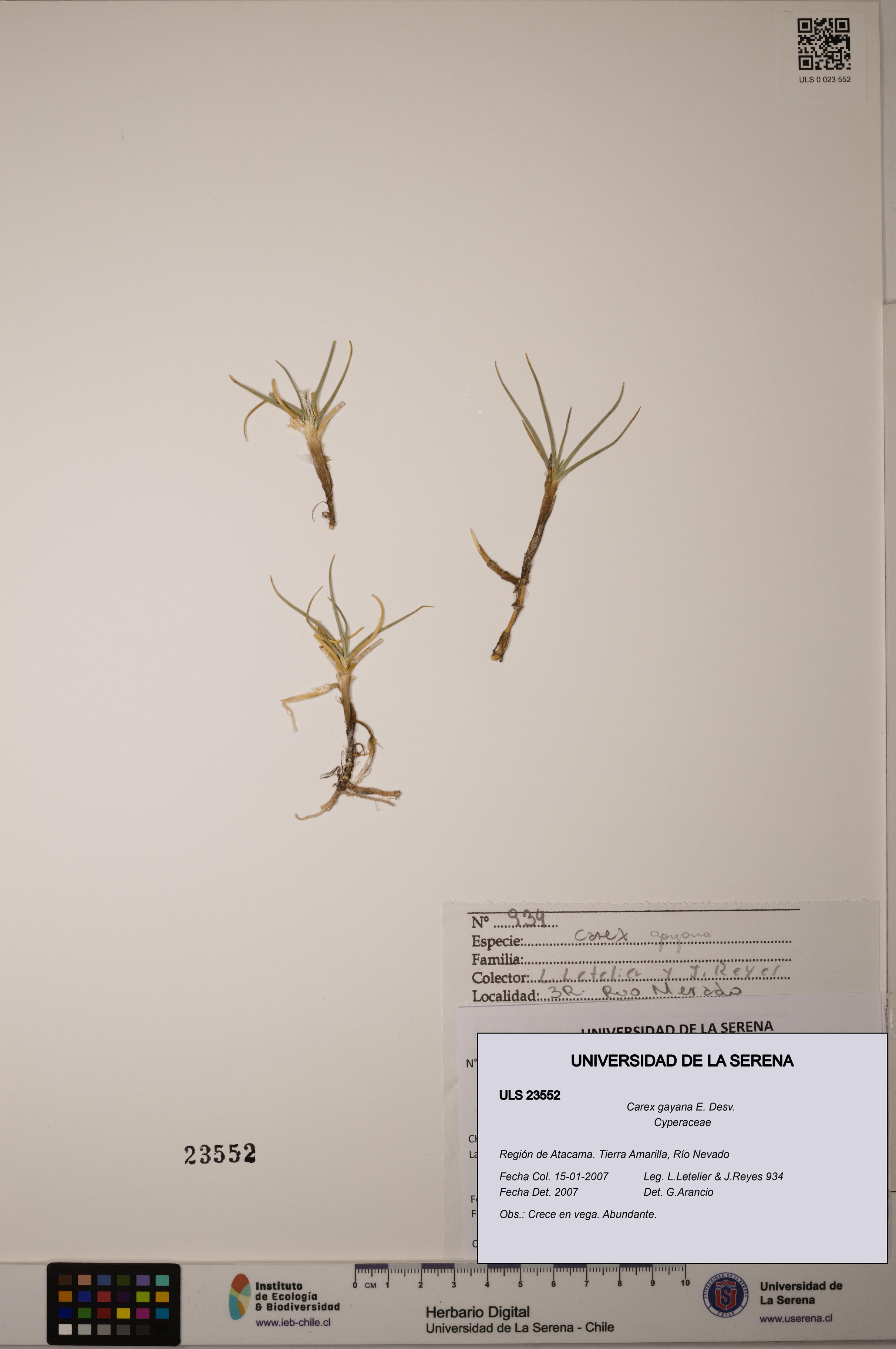 Carex gayana [Espécimen: ULS:ULS:0023552]