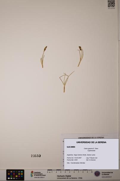 Carex gayana [Espécimen: ULS:ULS:0023553]