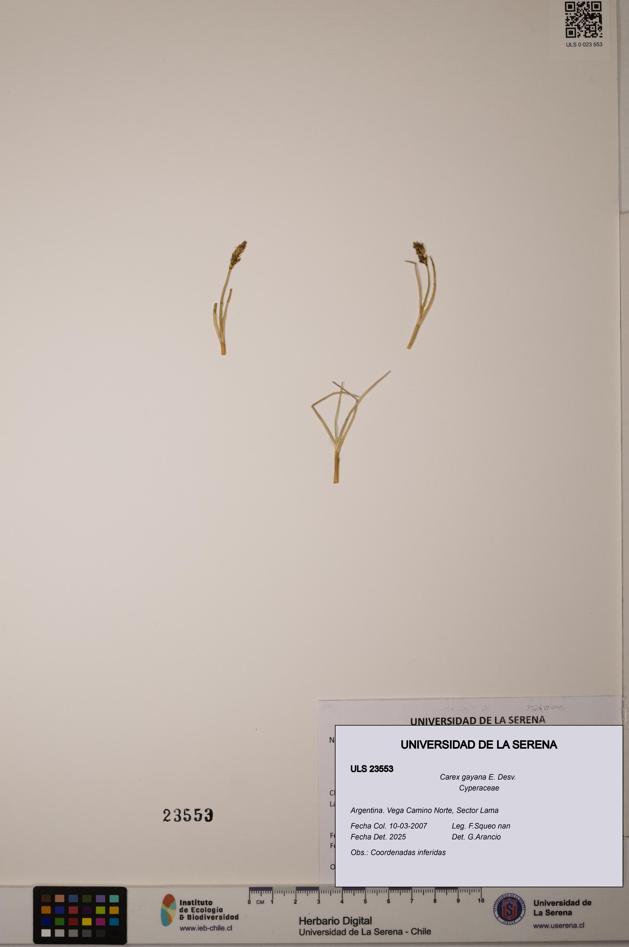 Carex gayana [Espécimen: ULS:ULS:0023553]