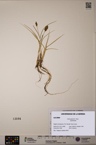 Carex gayana [Espécimen: ULS:ULS:0023554]