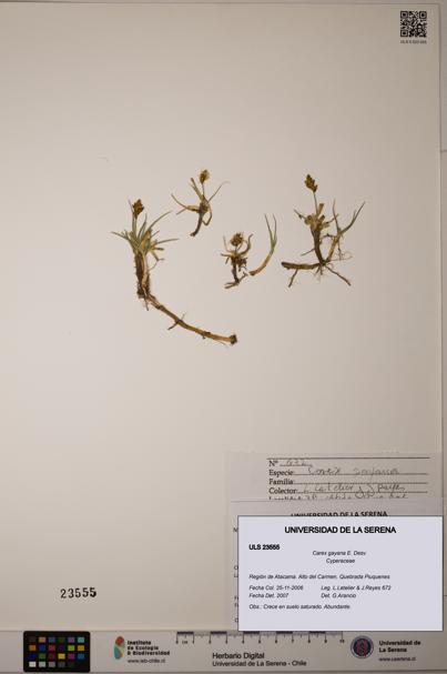 Carex gayana [Espécimen: ULS:ULS:0023555]