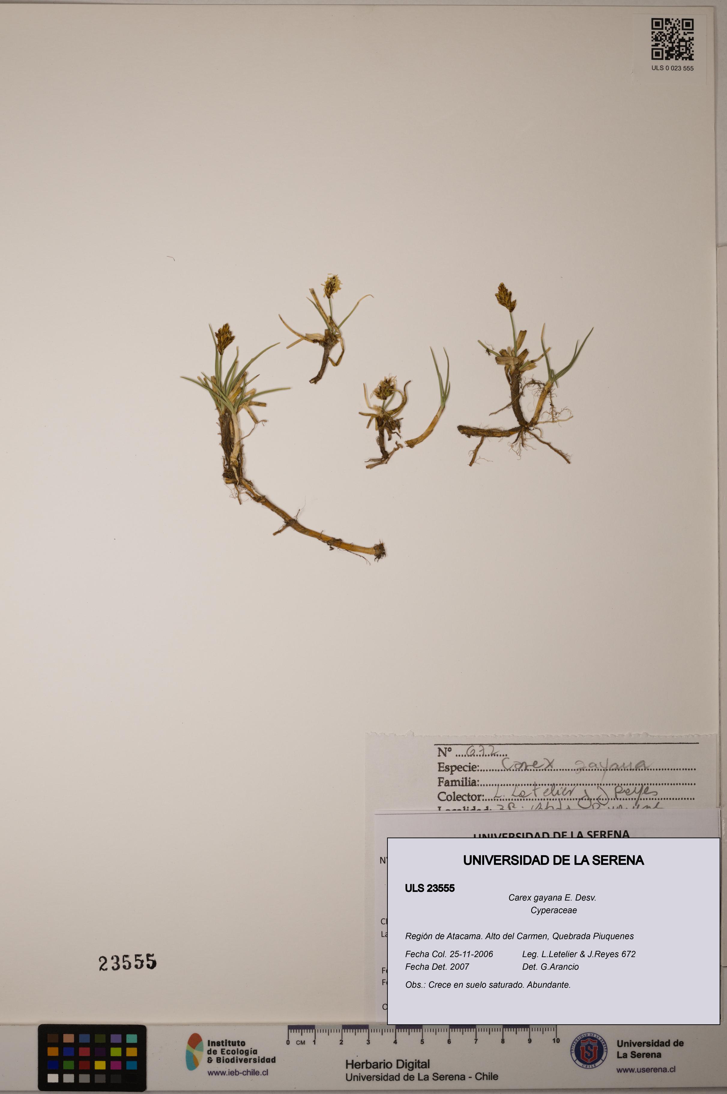 Carex gayana [Espécimen: ULS:ULS:0023555]