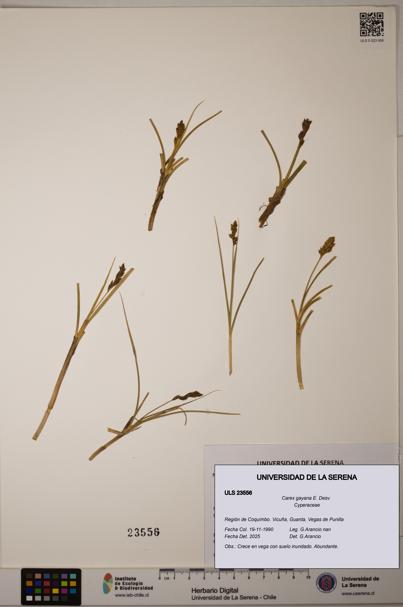 Carex gayana [Espécimen: ULS:ULS:0023556]