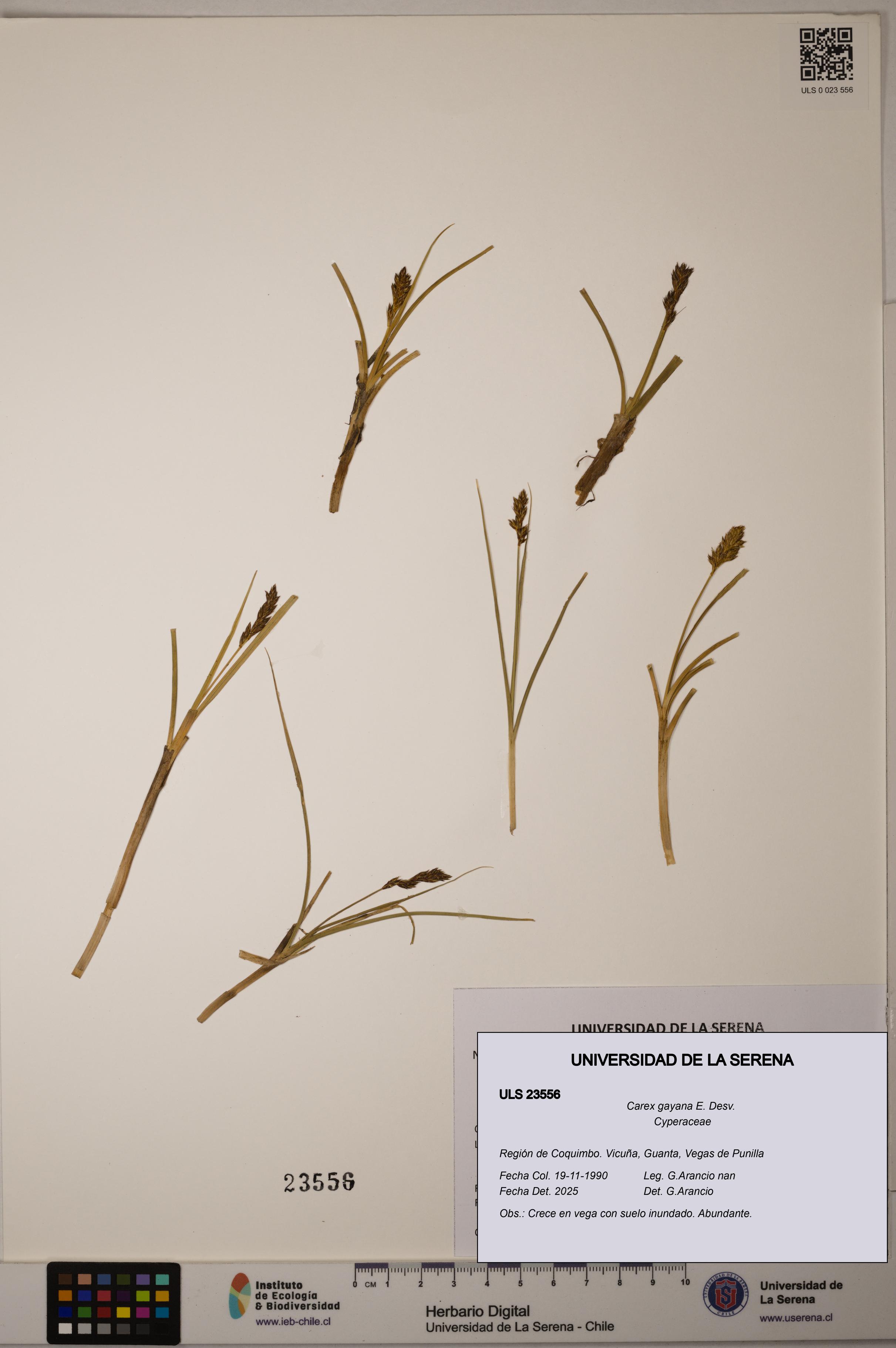 Carex gayana [Espécimen: ULS:ULS:0023556]