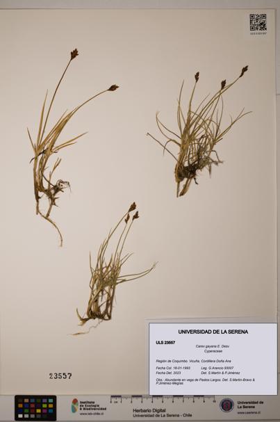 Carex gayana [Espécimen: ULS:ULS:0023557]