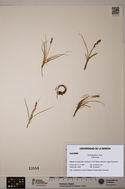 Carex gayana [Espécimen: ULS:ULS:0023558]