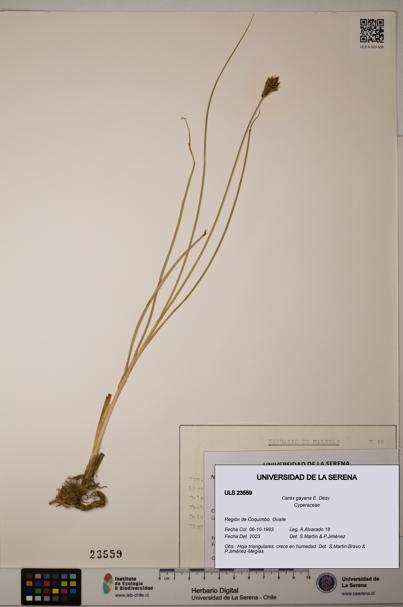 Carex gayana [Espécimen: ULS:ULS:0023559]