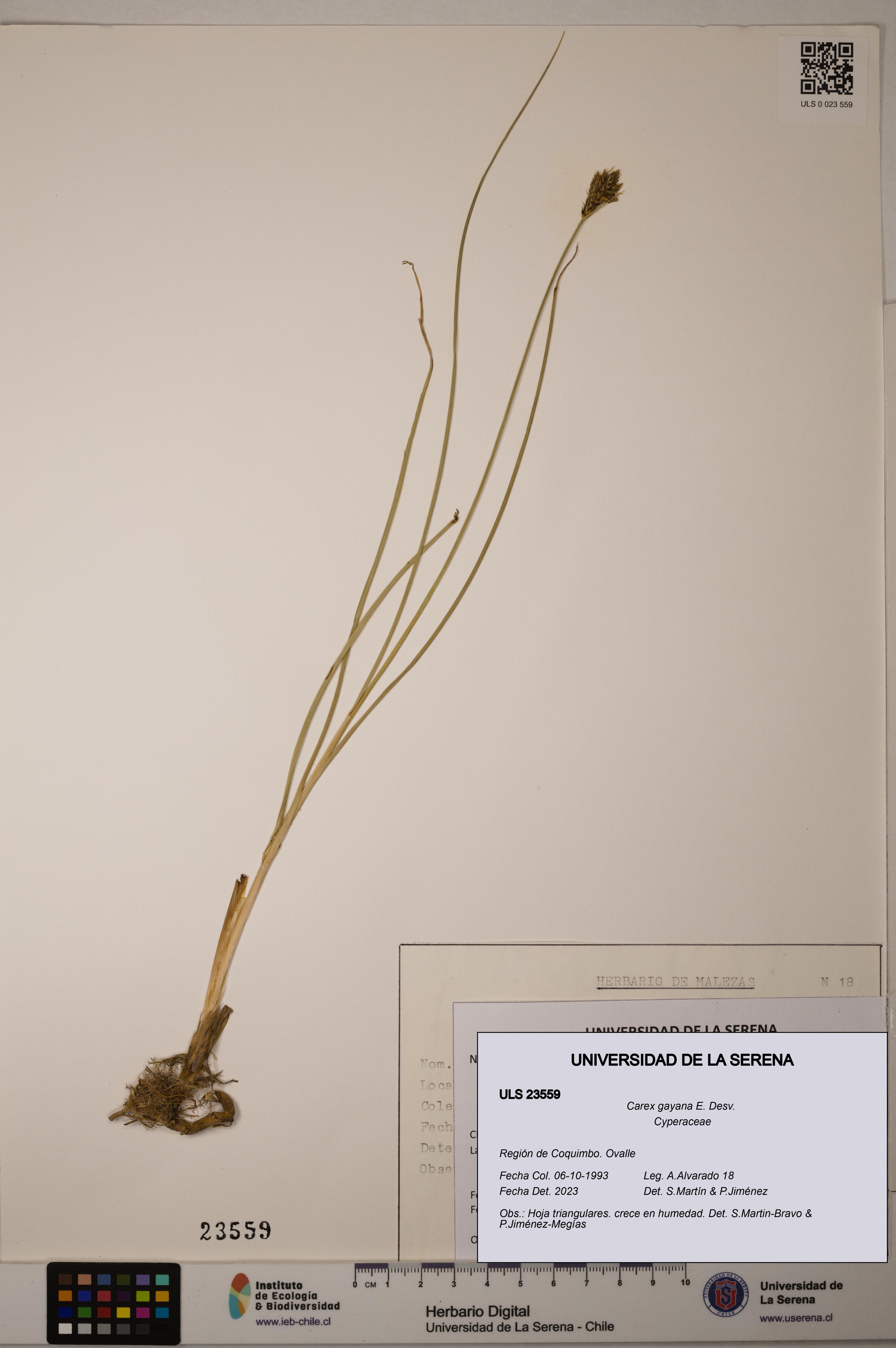 Carex gayana [Espécimen: ULS:ULS:0023559]