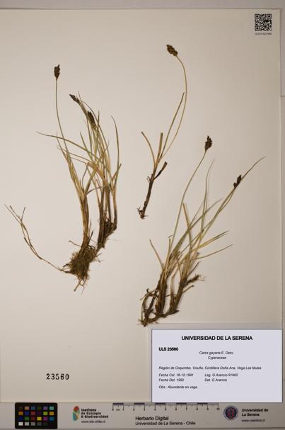 Carex gayana [Espécimen: ULS:ULS:0023560]