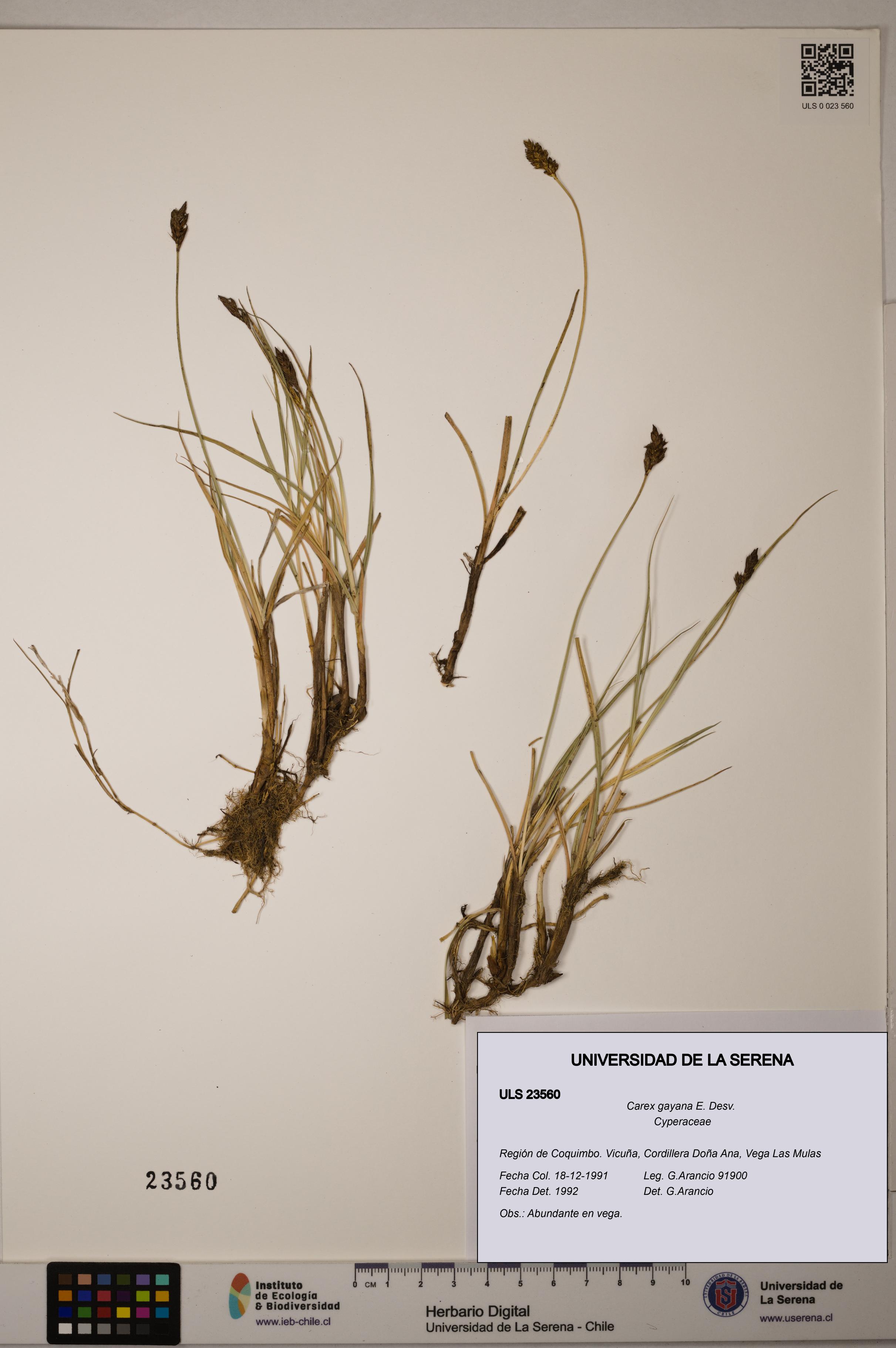 Carex gayana [Espécimen: ULS:ULS:0023560]
