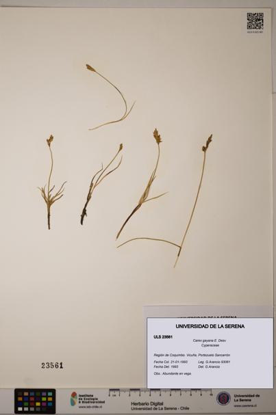 Carex gayana [Espécimen: ULS:ULS:0023561]