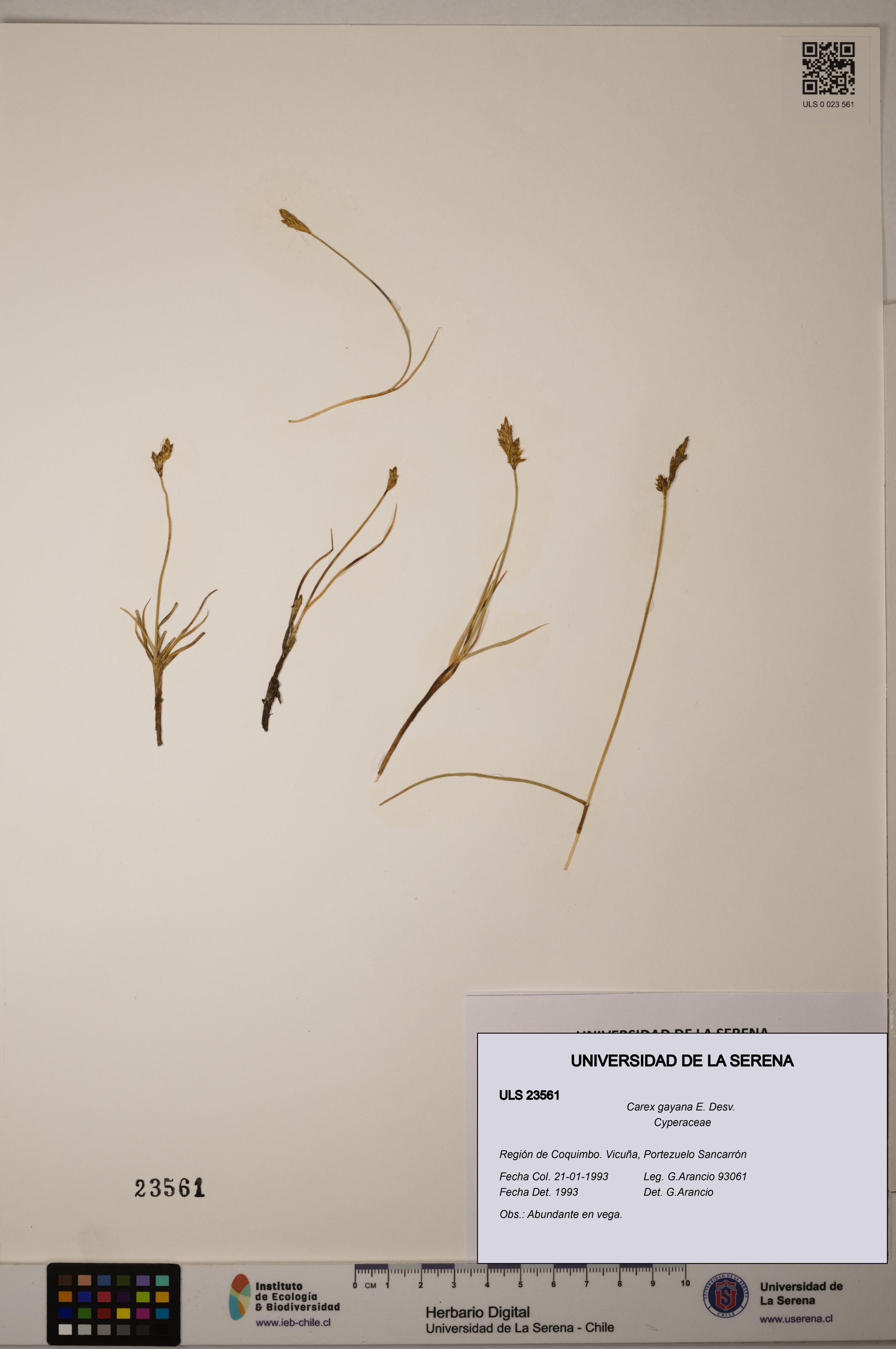 Carex gayana [Espécimen: ULS:ULS:0023561]