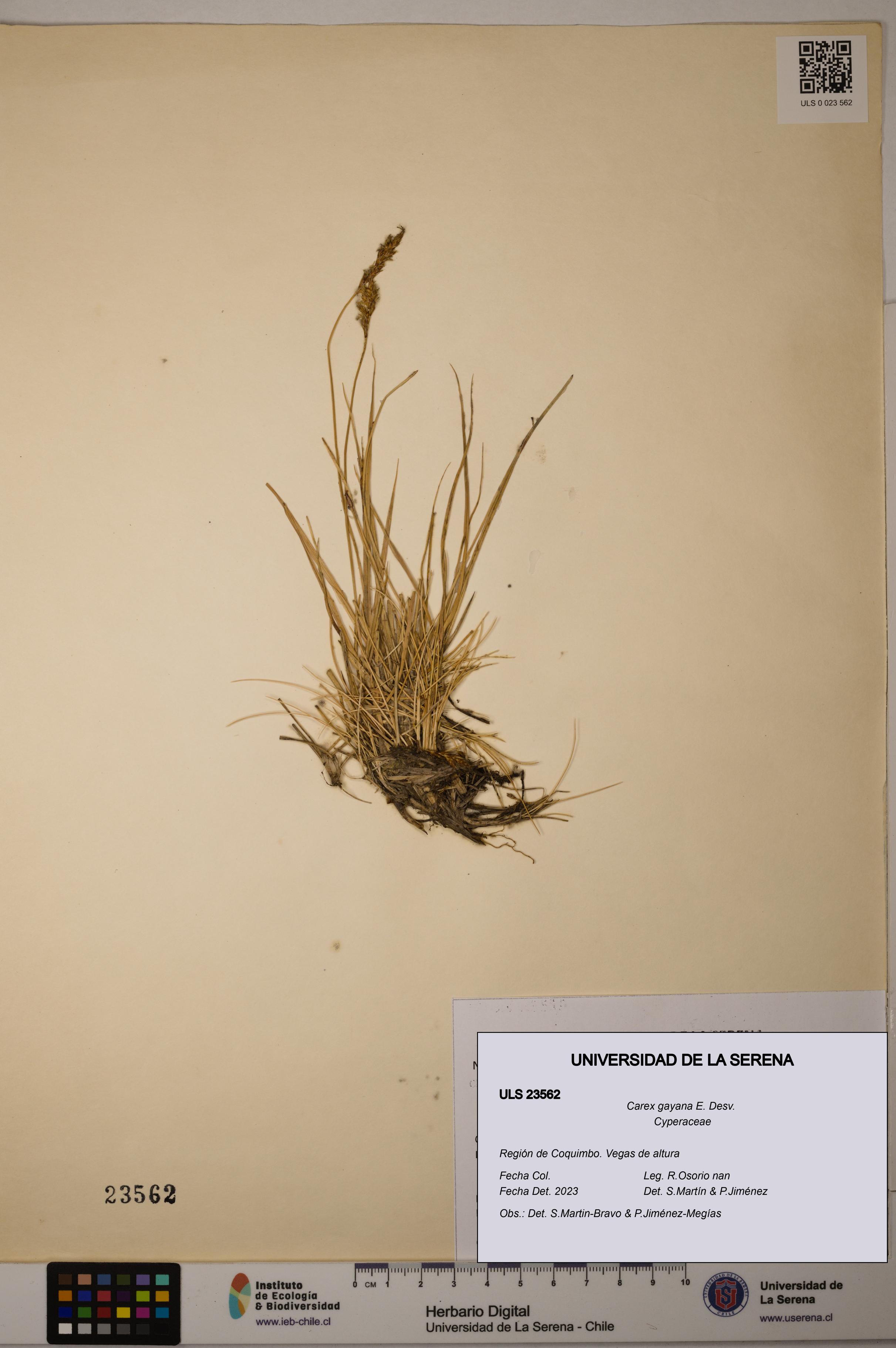 Carex gayana [Espécimen: ULS:ULS:0023562]