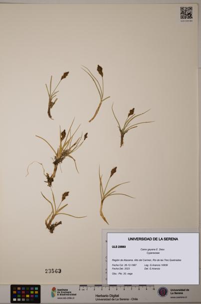 Carex gayana [Espécimen: ULS:ULS:0023563]