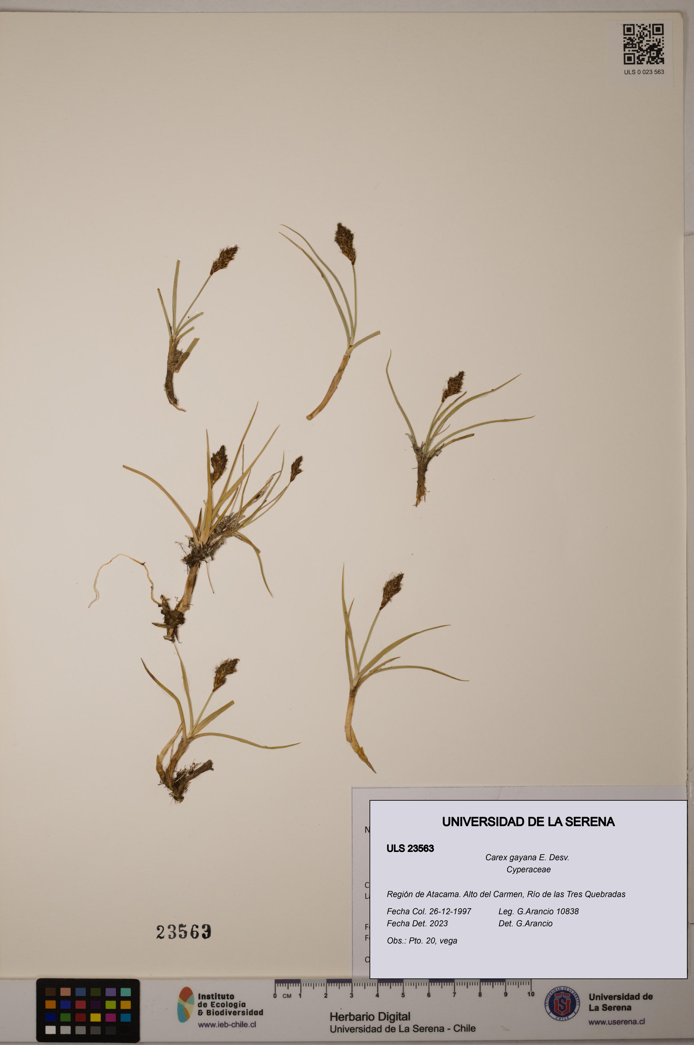 Carex gayana [Espécimen: ULS:ULS:0023563]