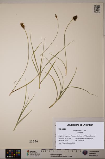 Carex gayana [Espécimen: ULS:ULS:0023564]