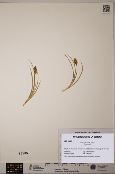 Carex gayana [Espécimen: ULS:ULS:0023565]