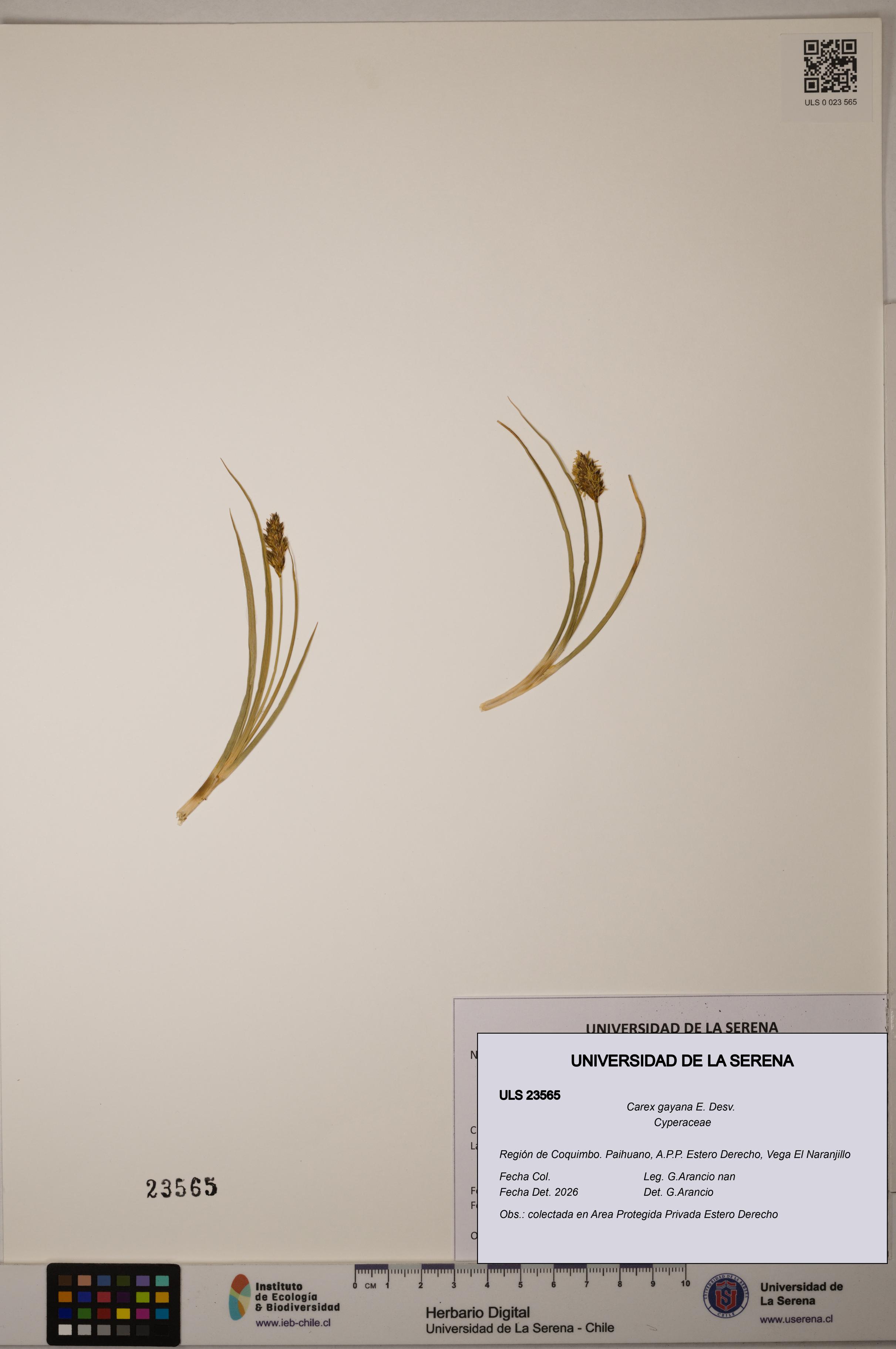 Carex gayana [Espécimen: ULS:ULS:0023565]