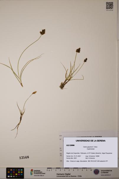 Carex gayana [Espécimen: ULS:ULS:0023566]