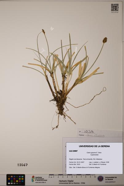 Carex gayana [Espécimen: ULS:ULS:0023567]