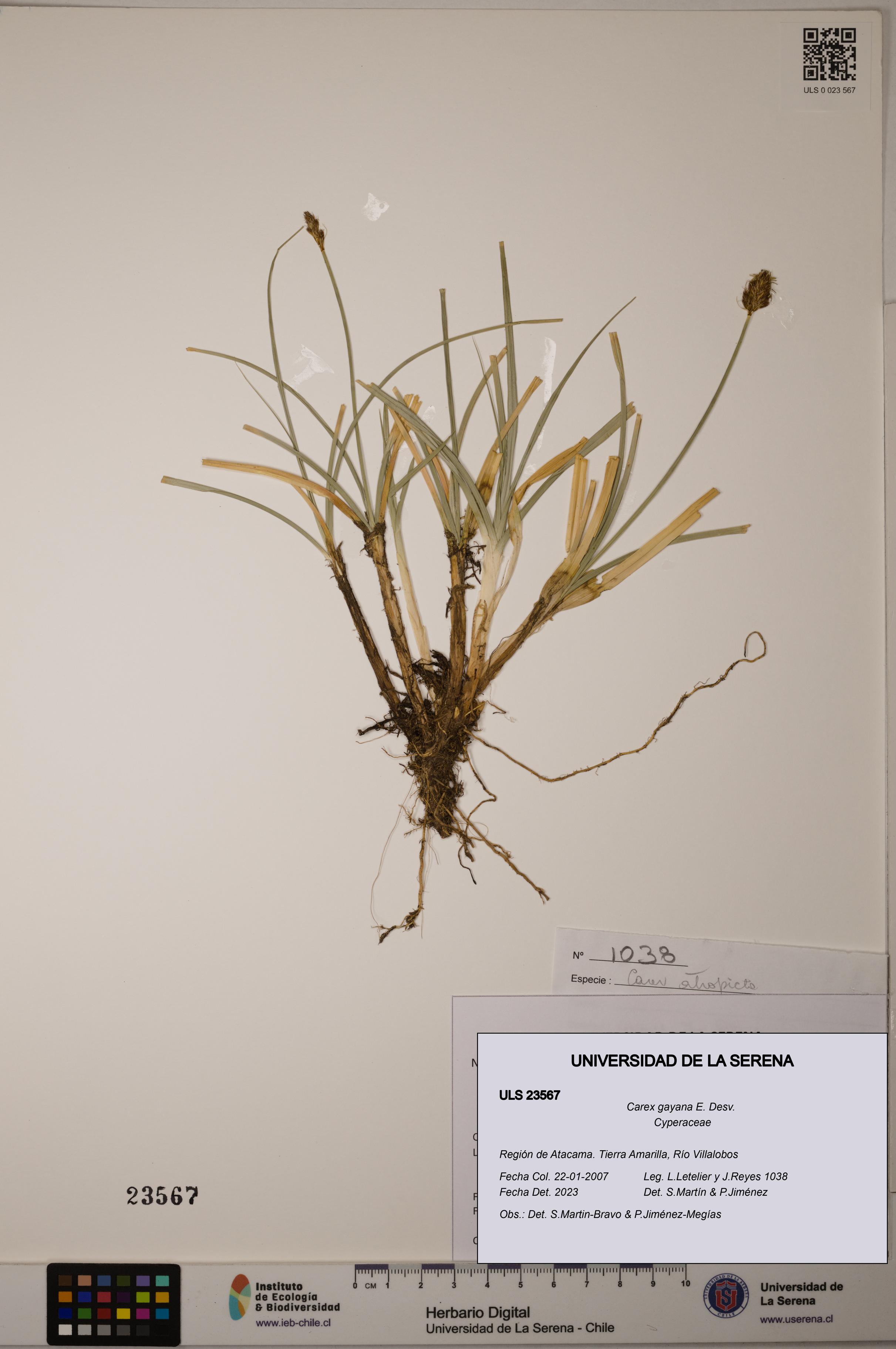 Carex gayana [Espécimen: ULS:ULS:0023567]