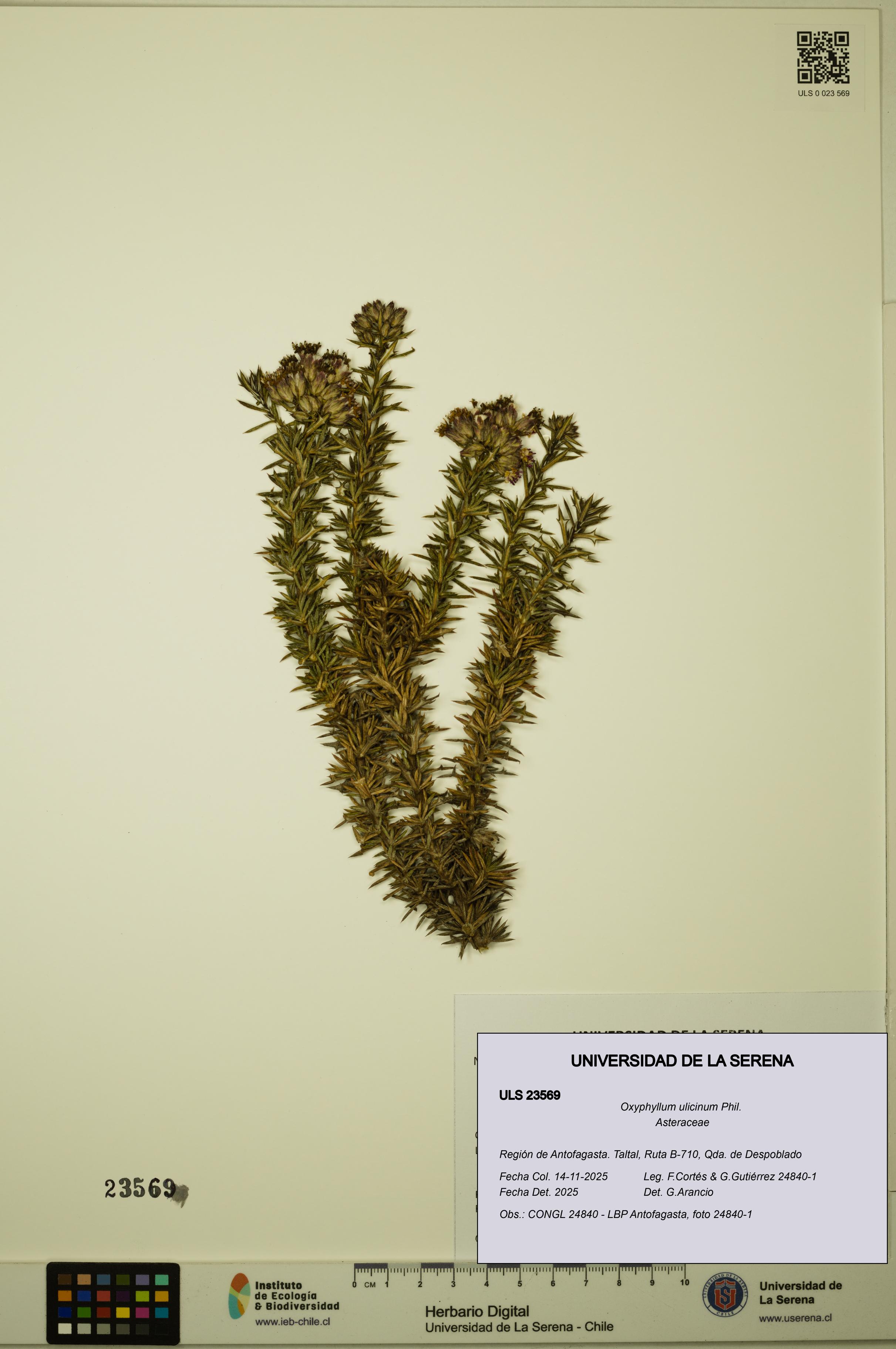 Oxyphyllum ulicinum [Espécimen: ]