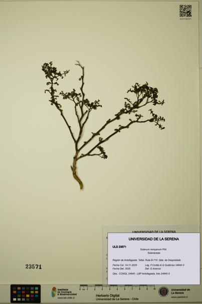 Solanum remyanum [Espécimen: ULS:ULS:0023571]
