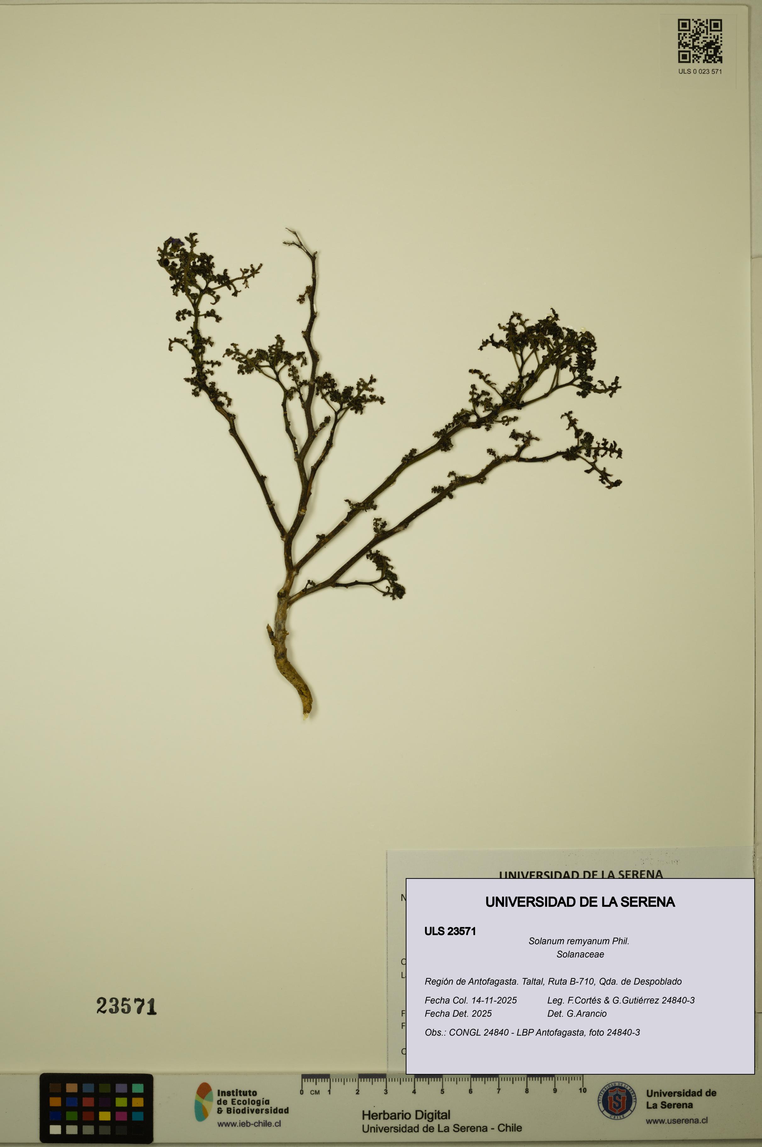 Solanum remyanum [Espécimen: ULS:ULS:0023571]