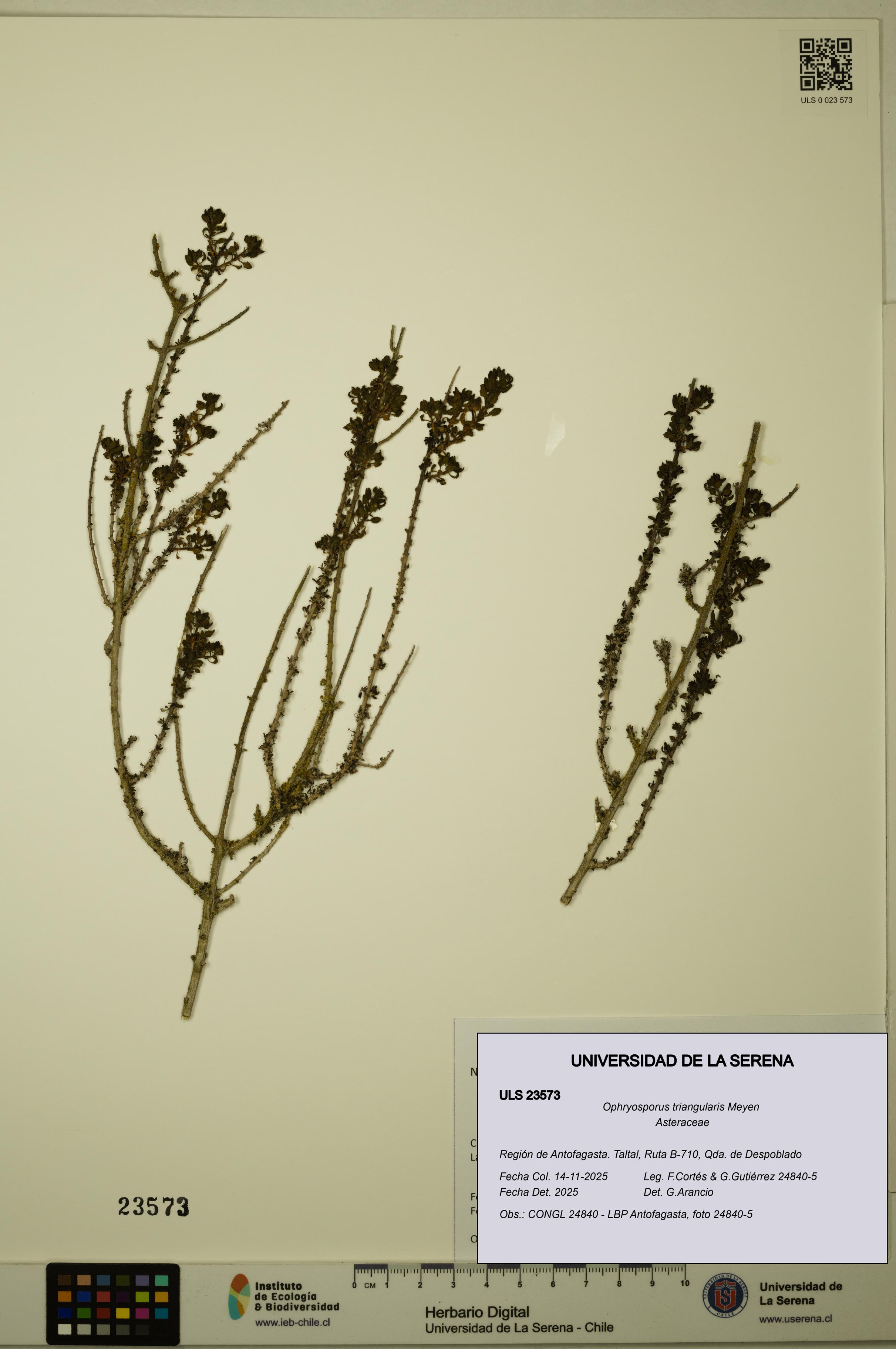 Ophryosporus triangularis [Espécimen: ]