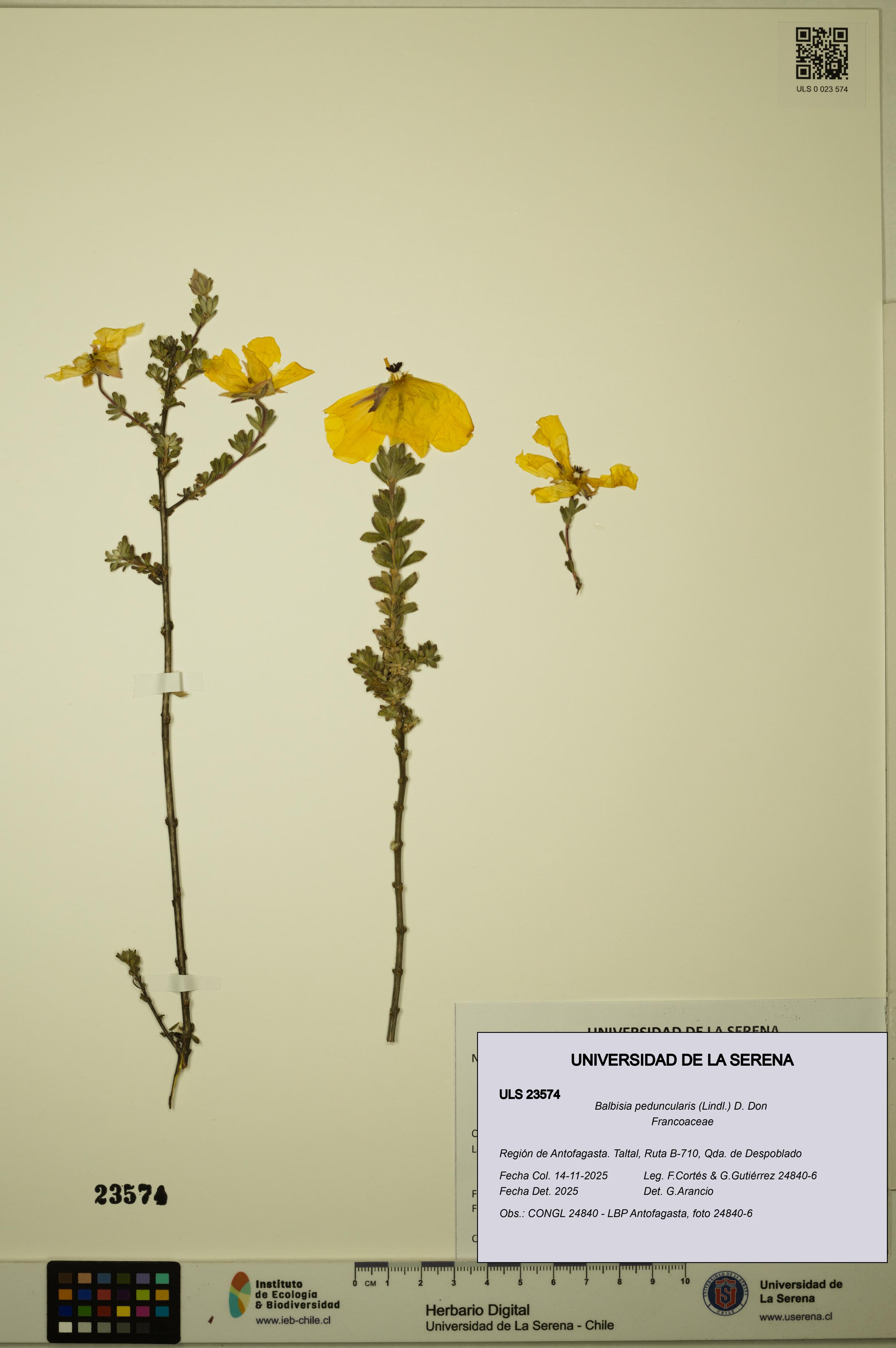 Balbisia peduncularis [Espécimen: ULS:ULS:0023574]