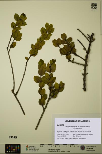 Monttea chilensis var. taltalensis [Espécimen: ULS:ULS:0023575]