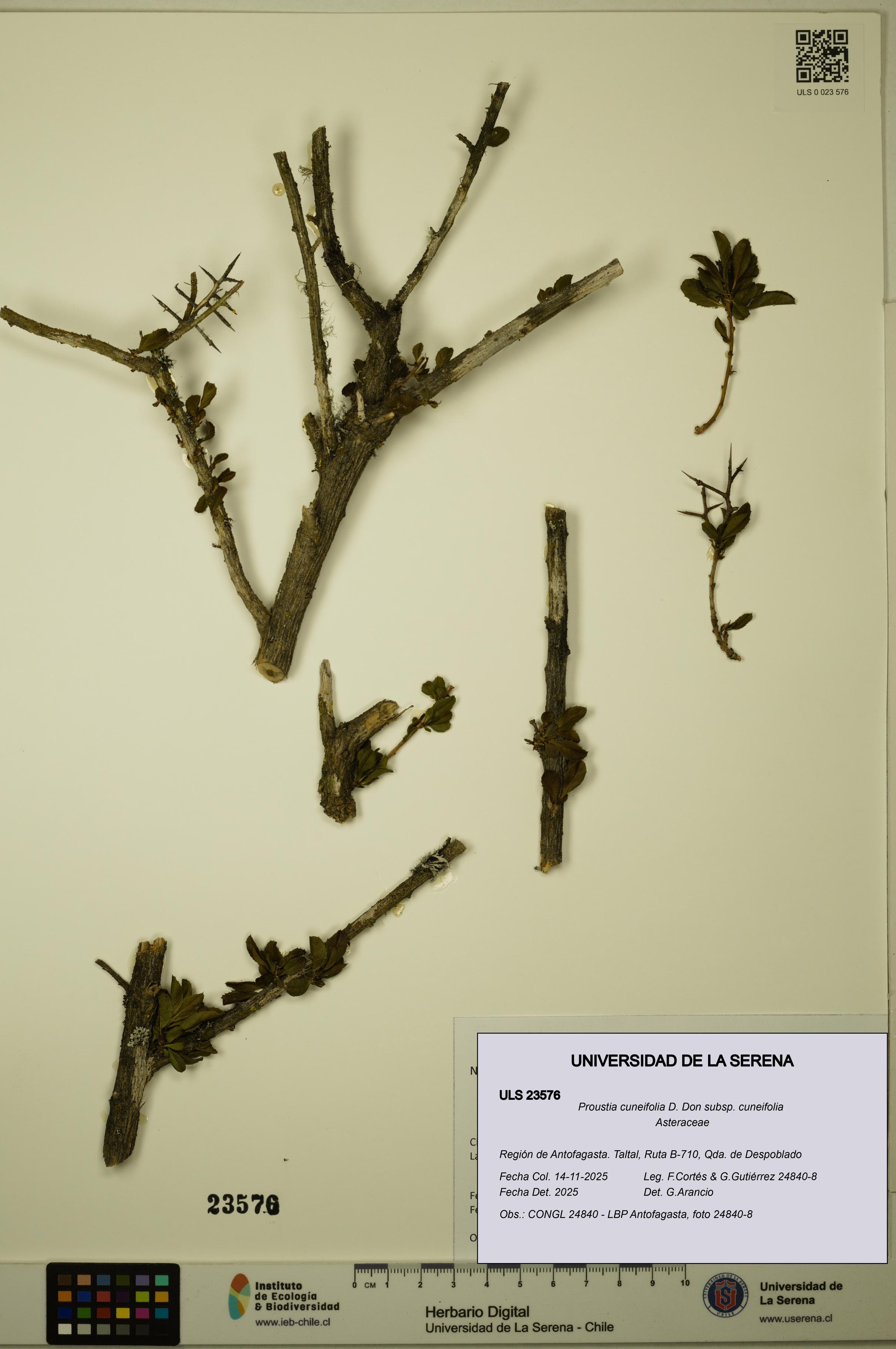 Proustia cuneifolia subsp. cuneifolia [Espécimen: ULS:ULS:0023576]