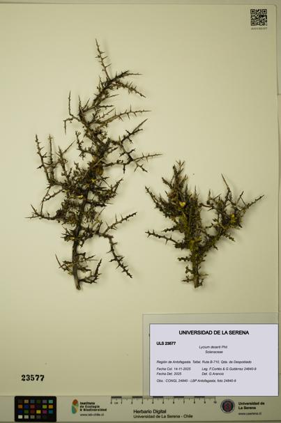 Lycium deserti [Espécimen: ULS:ULS:0023577]