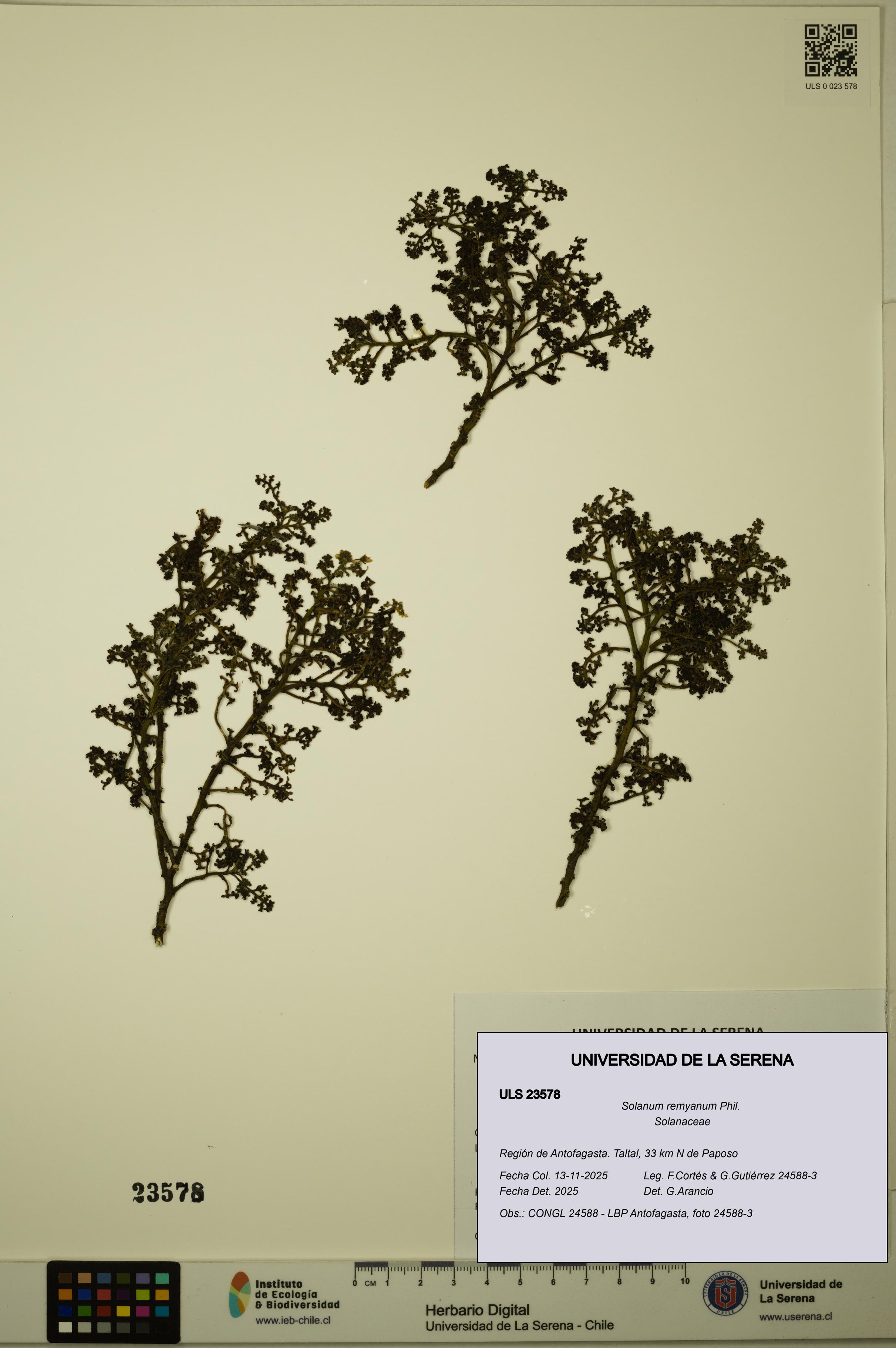 Solanum remyanum [Espécimen: ULS:ULS:0023578]