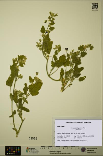 Cristaria integerrima [Espécimen: ULS:ULS:0023580]