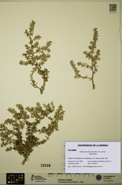 Nolana peruviana [Espécimen: ULS:ULS:0023582]