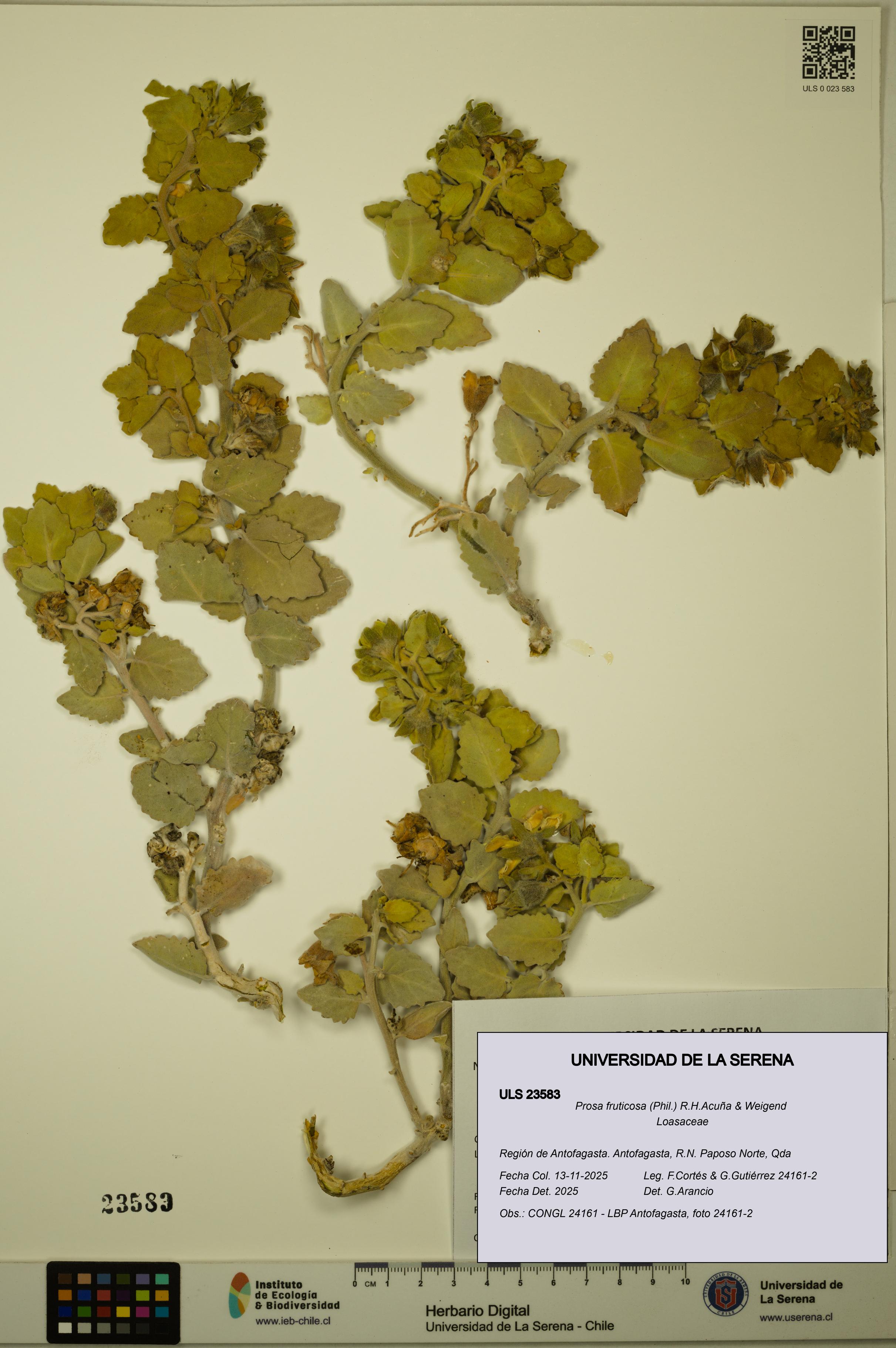 Prosa fruticosa [Espécimen: ULS:ULS:0023583]