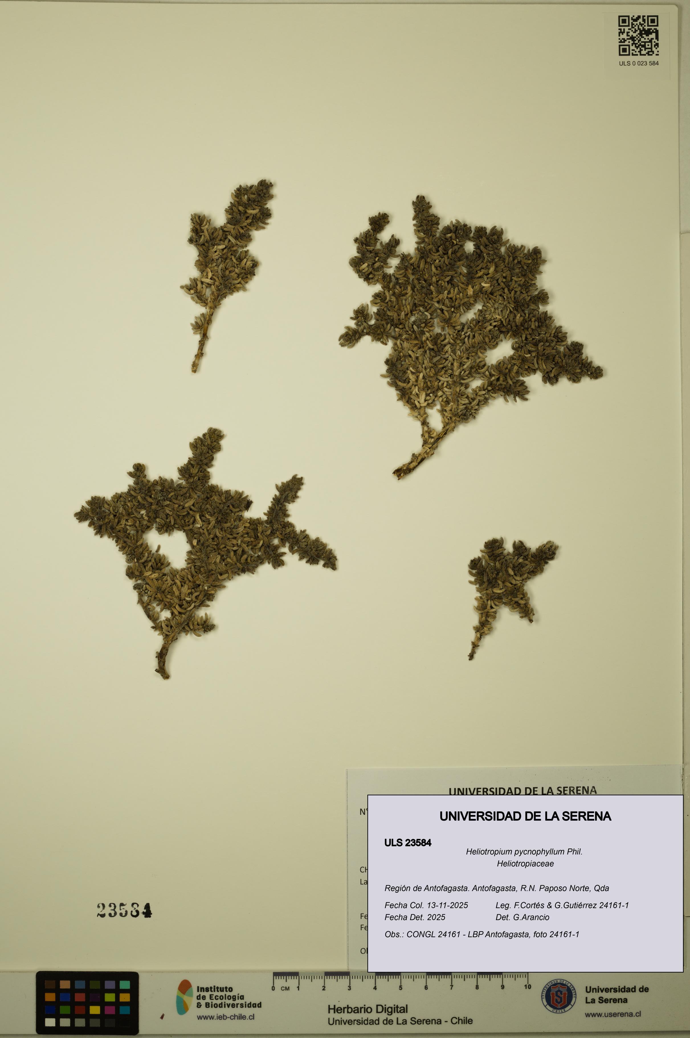 Heliotropium pycnophyllum [Espécimen: ULS:ULS:0023584]
