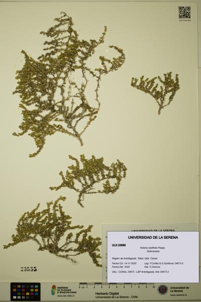 Nolana sedifolia [Espécimen: ULS:ULS:0023585]