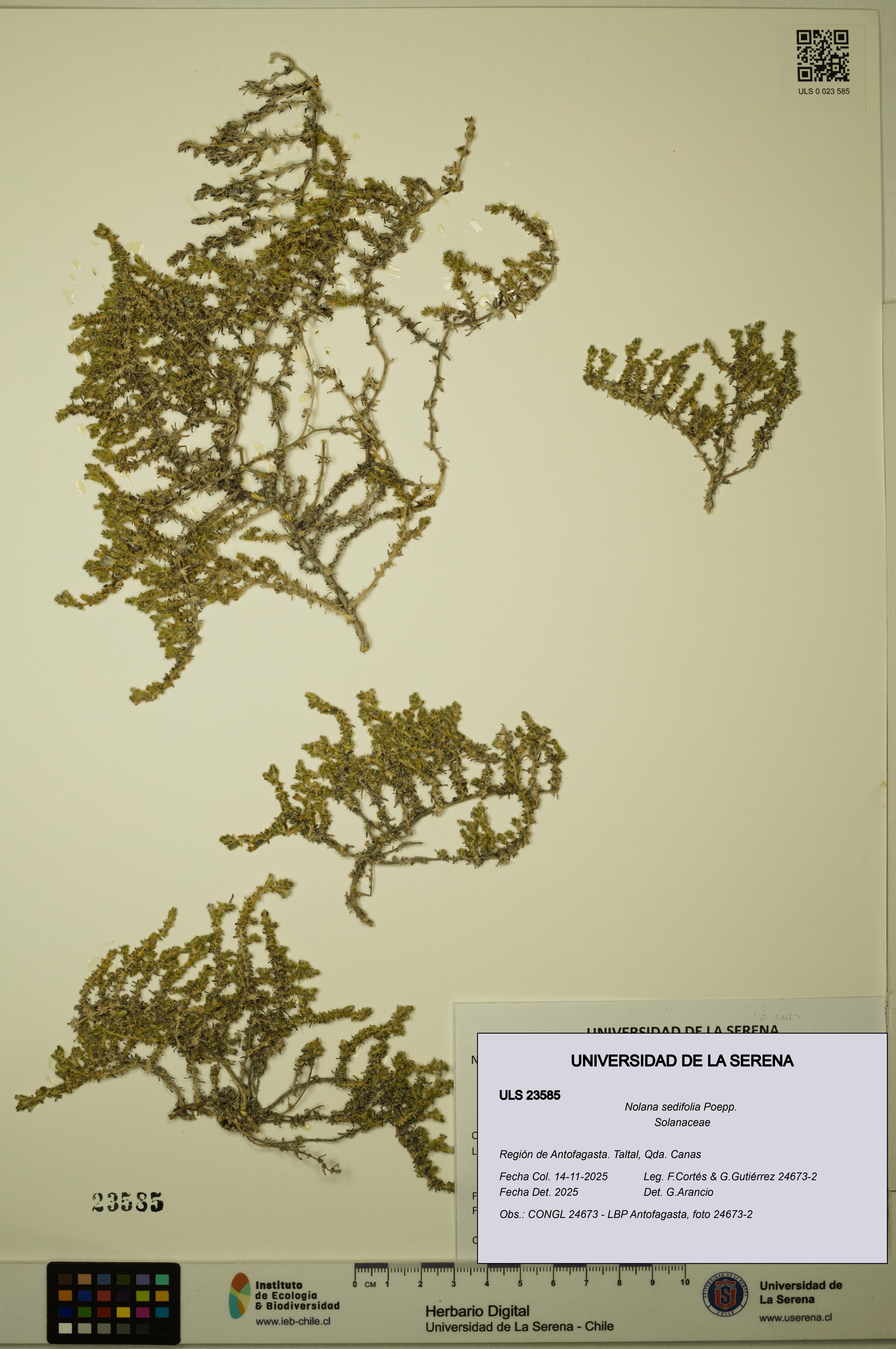 Nolana sedifolia [Espécimen: ULS:ULS:0023585]