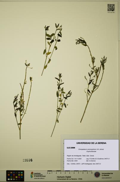 Chiropetalum cremnophilum [Espécimen: ULS:ULS:0023586]