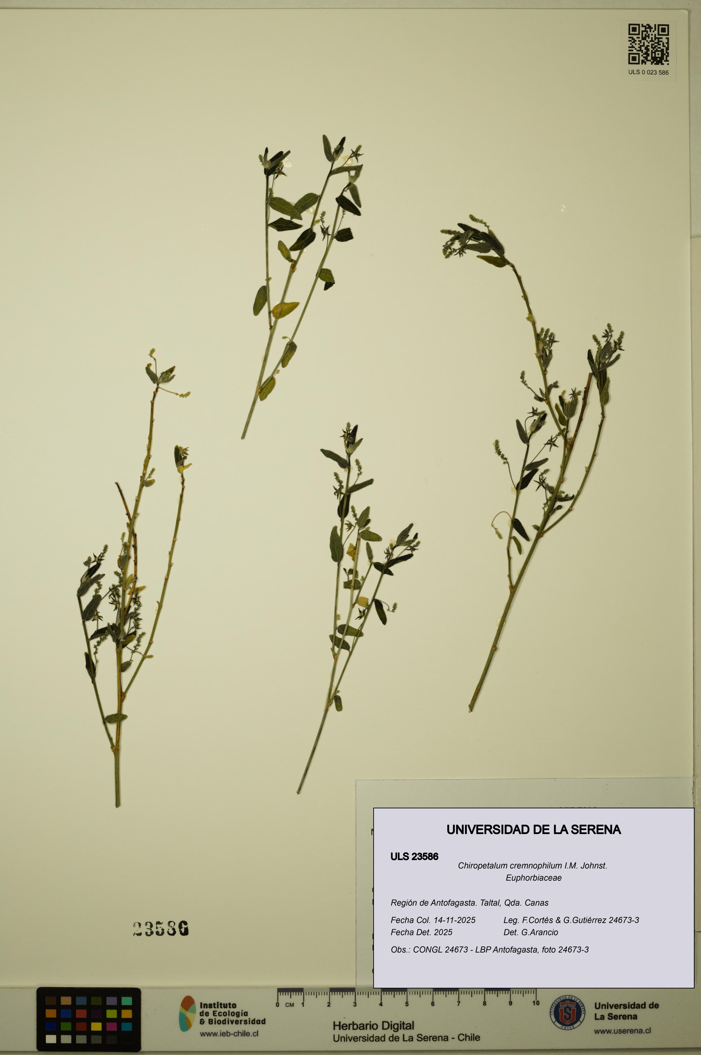 Chiropetalum cremnophilum [Espécimen: ULS:ULS:0023586]