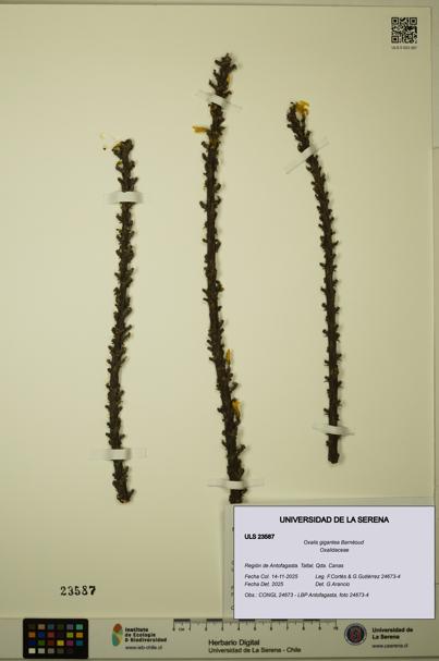 Oxalis gigantea [Espécimen: ULS:ULS:0023587]