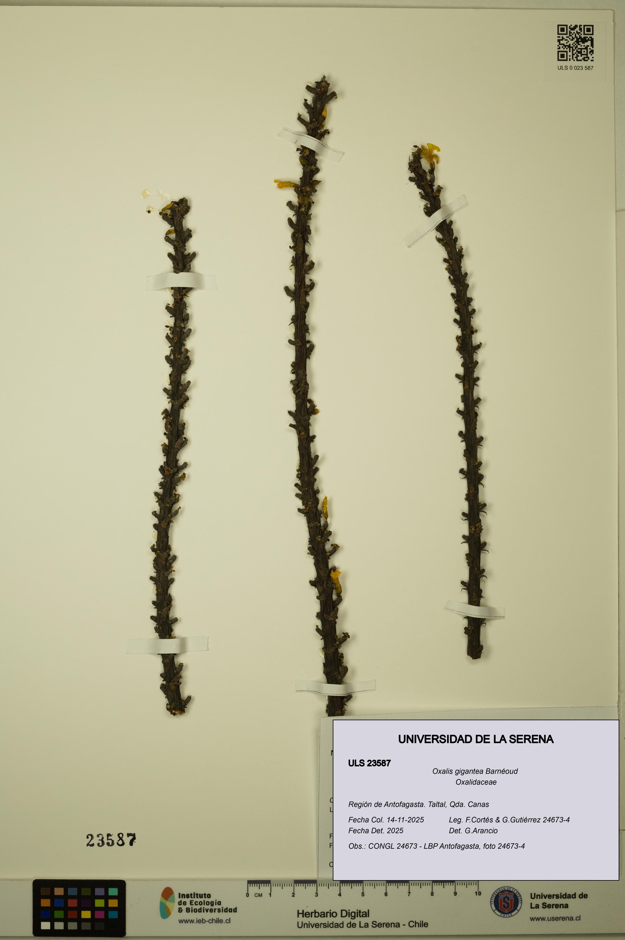 Oxalis gigantea [Espécimen: ULS:ULS:0023587]